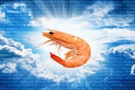 Shrimp Meme 2