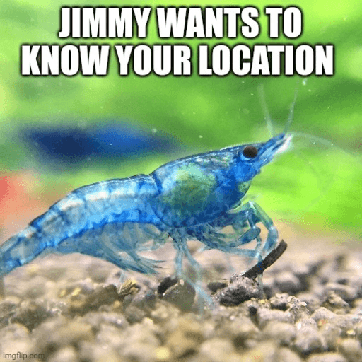 Shrimp Meme 6