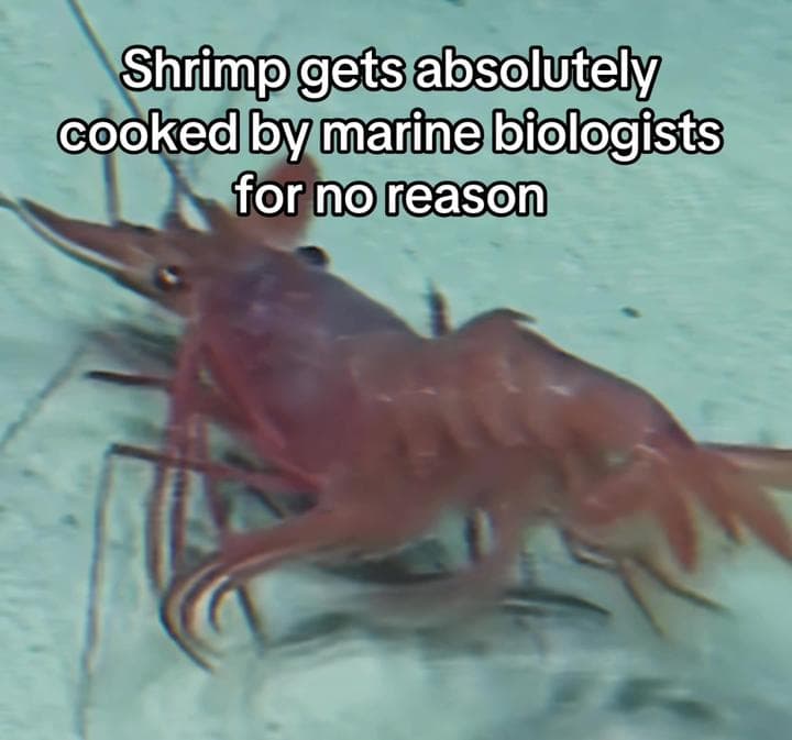 Shrimp Meme 7